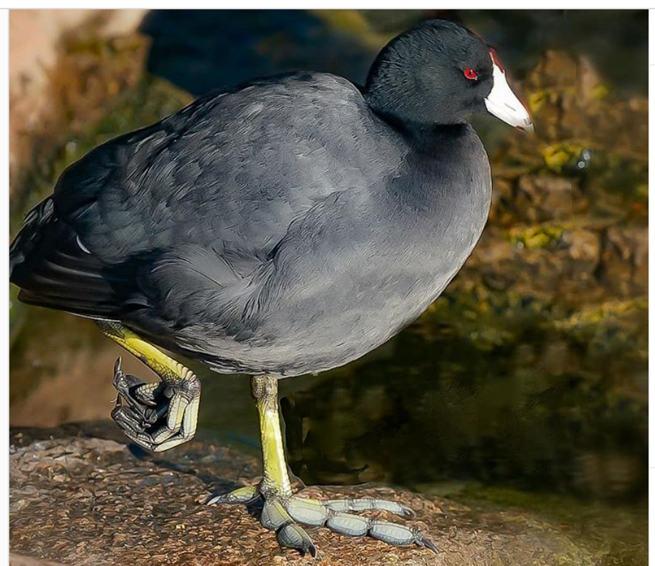 patas parecen plumas