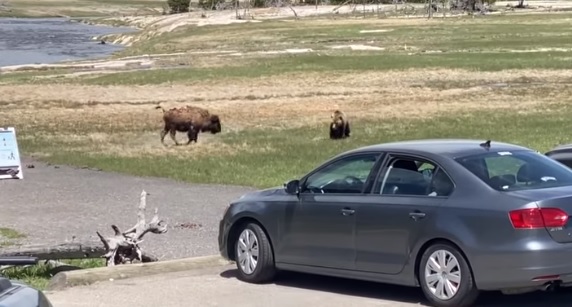 Bisonte vs Oso Estados Unidos