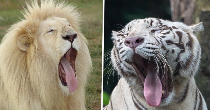 Bostezar animales