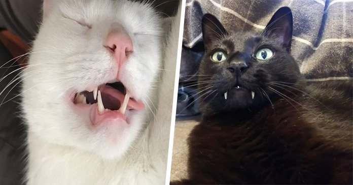 fotos graciosas dentaduras de gatos