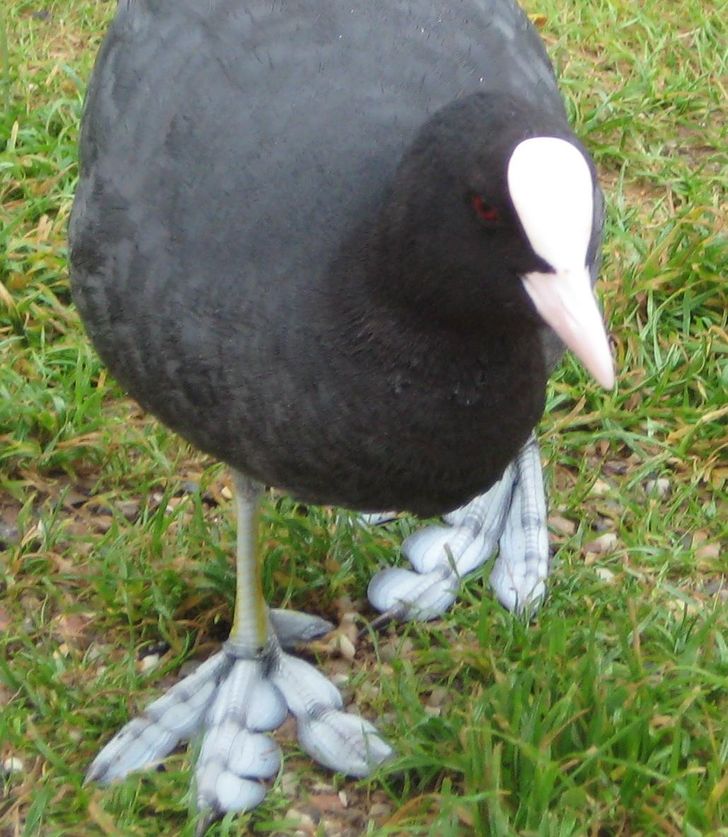 patas parecen plumas