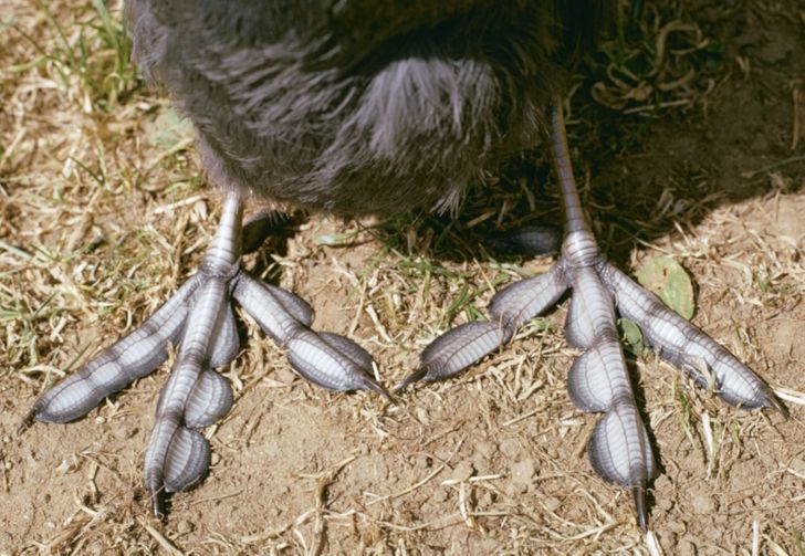 patas parecen plumas