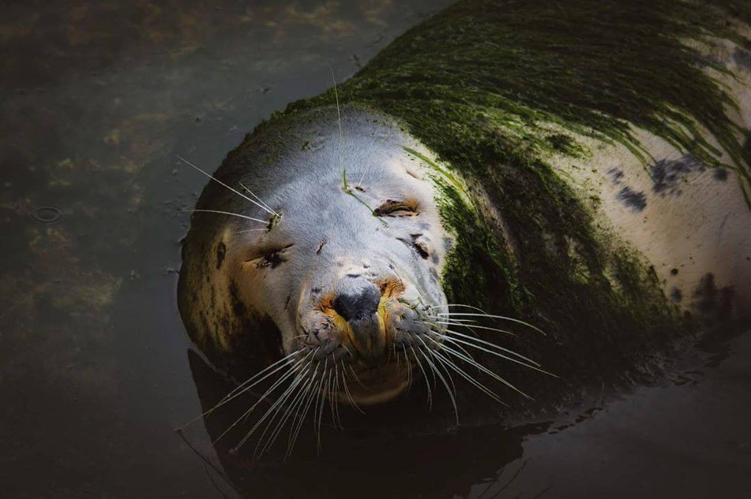 Focas Zoológico Santander