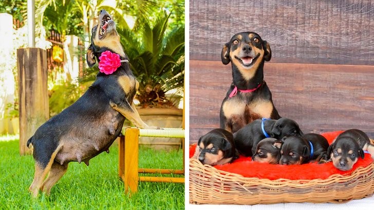 animales que irradian felicidad