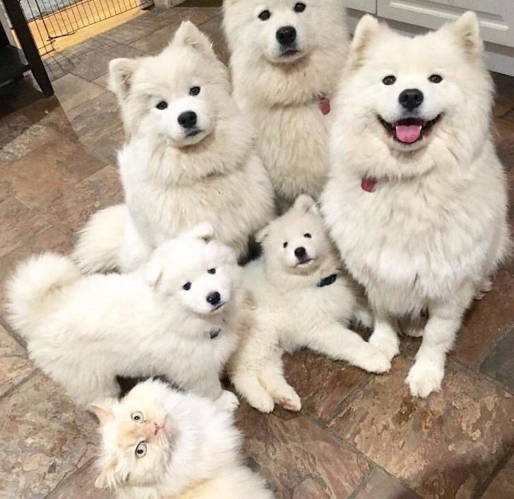 animales que irradian felicidad