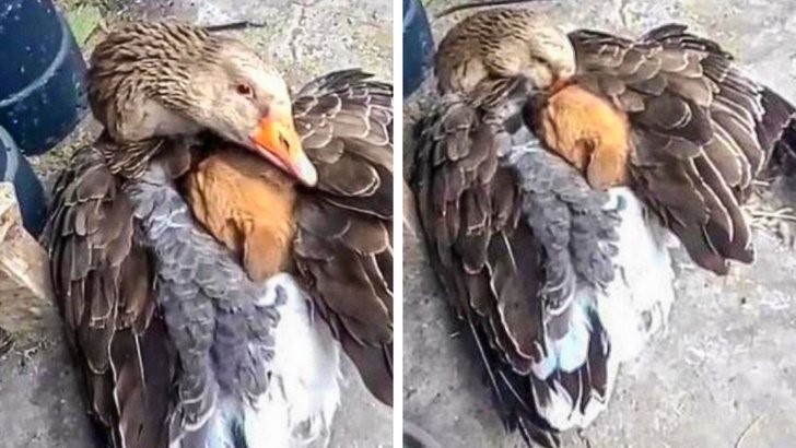animales que irradian felicidad