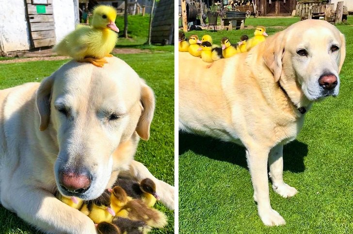 animales que irradian felicidad