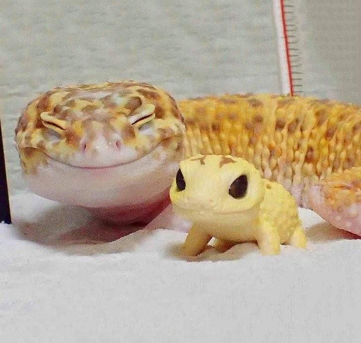 animales que irradian felicidad