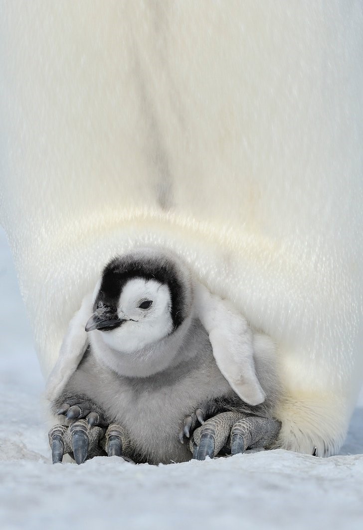 animales que irradian felicidad