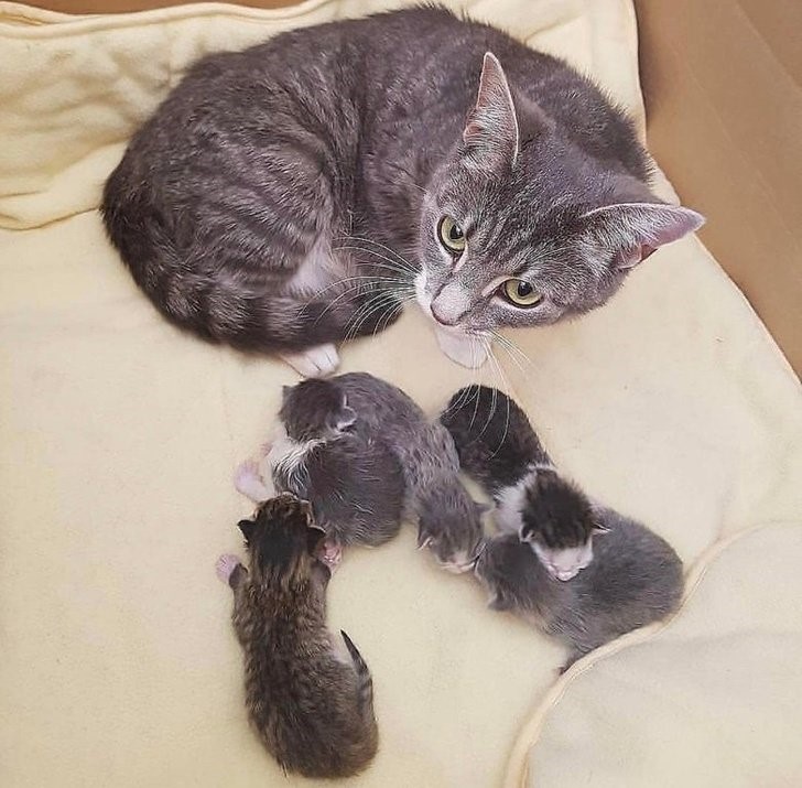 animales que irradian felicidad