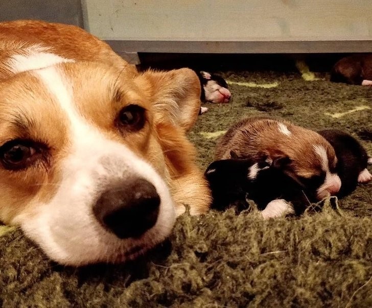 animales que irradian felicidad