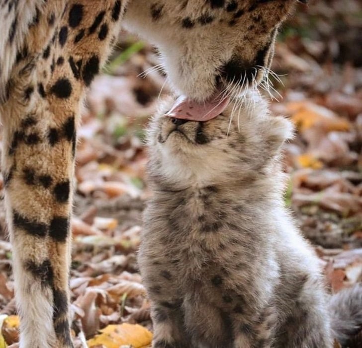 animales que irradian felicidad