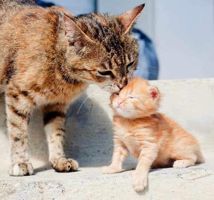 animales que irradian felicidad
