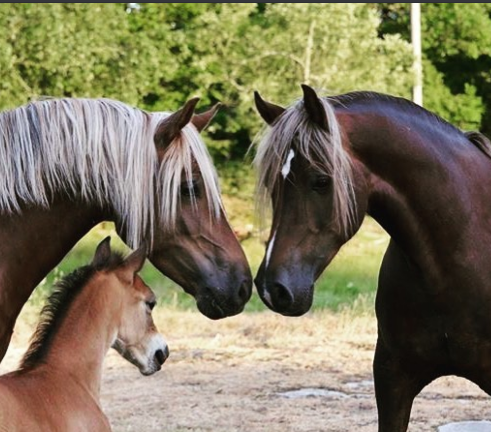 animales que irradian felicidad