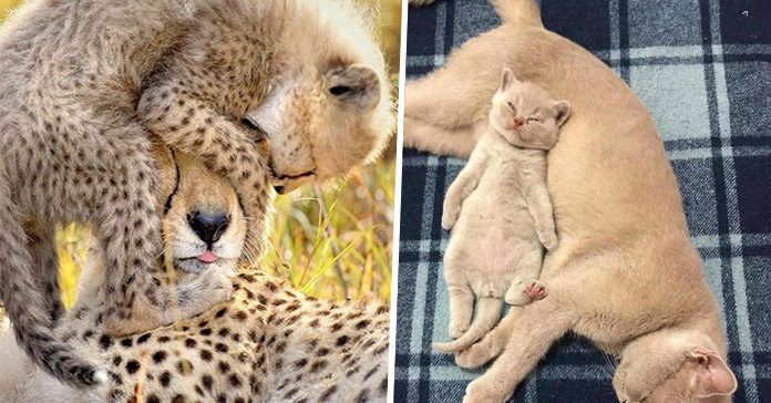 fotografías de animales bebes