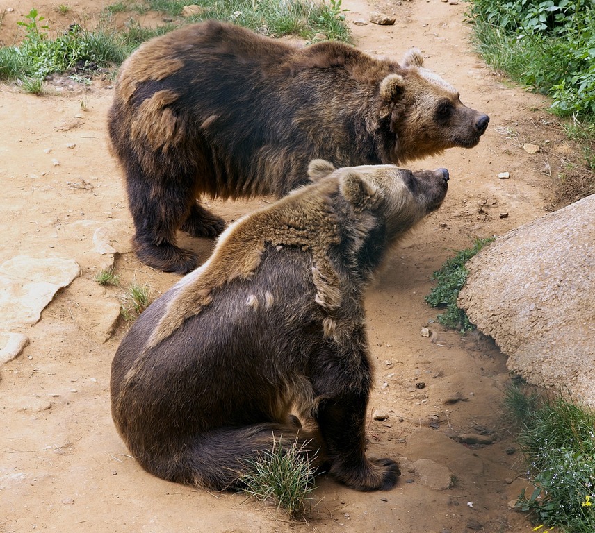 osos