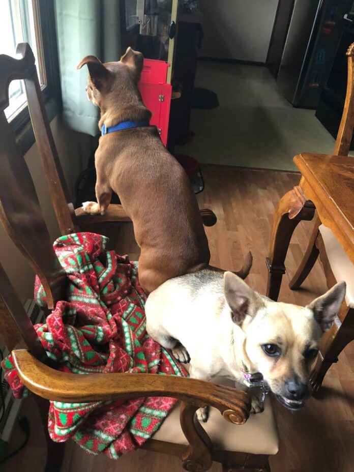Porque Los Perros Corren Como Locos