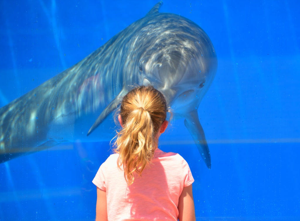 delfines