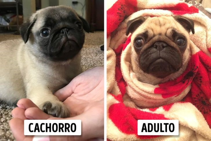 crecen parecen cachorros