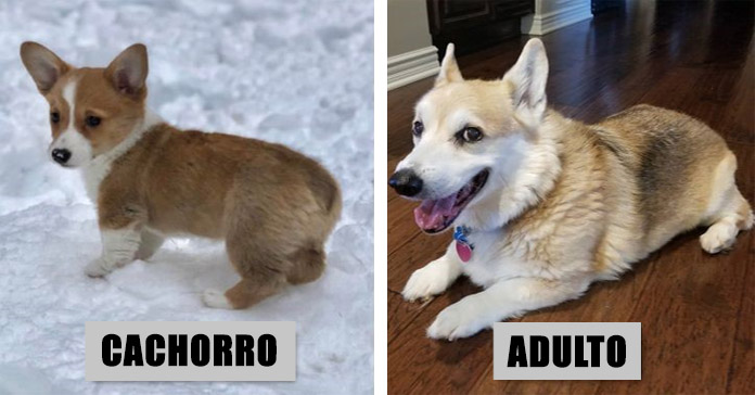 Perritos cachorros