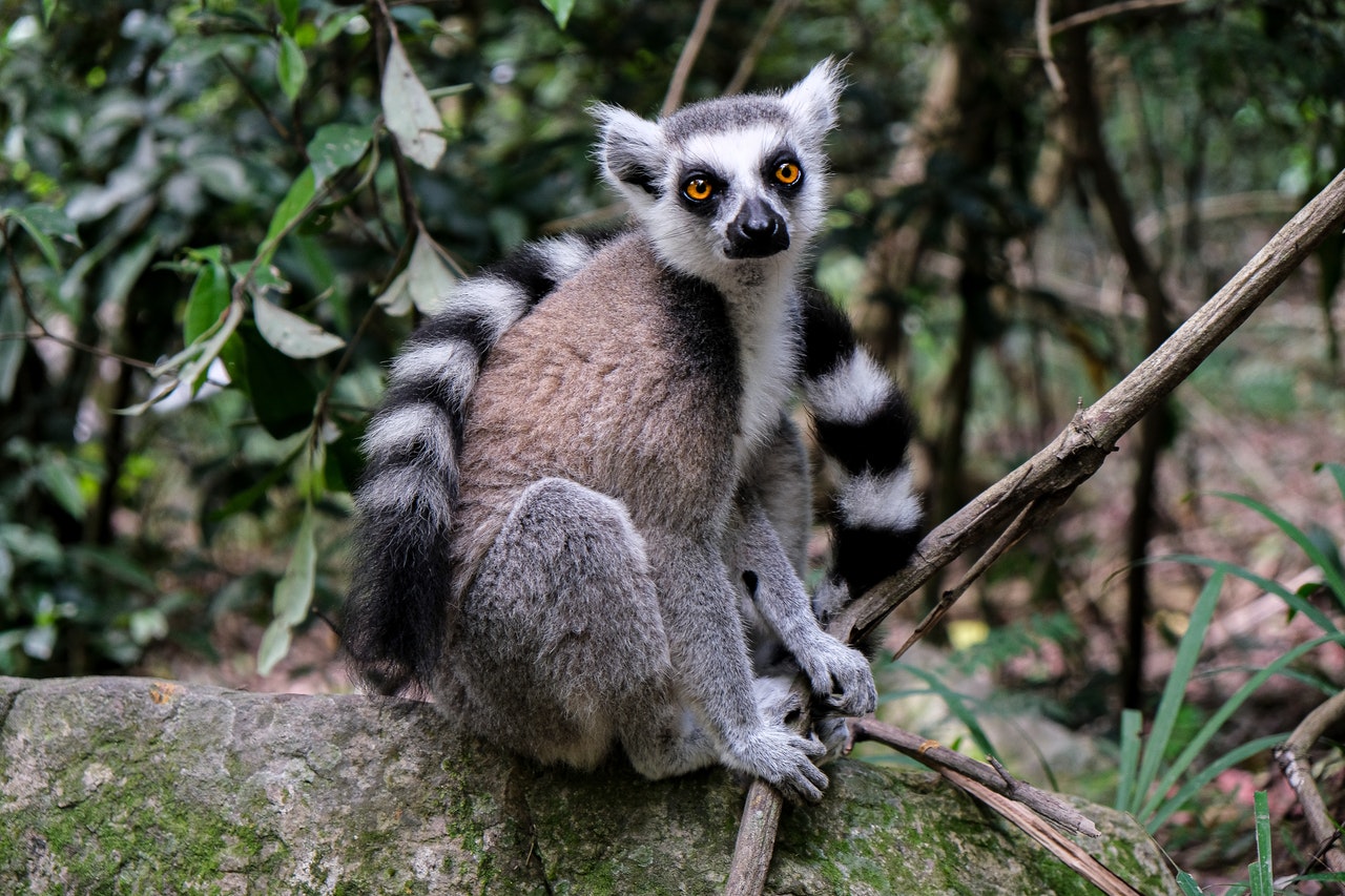 Lemur - la sexta extinción masiva animal