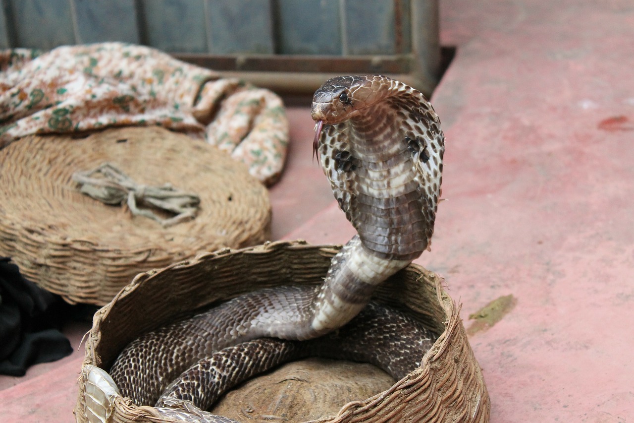 cobra