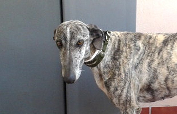 Hombre dejó morir animales