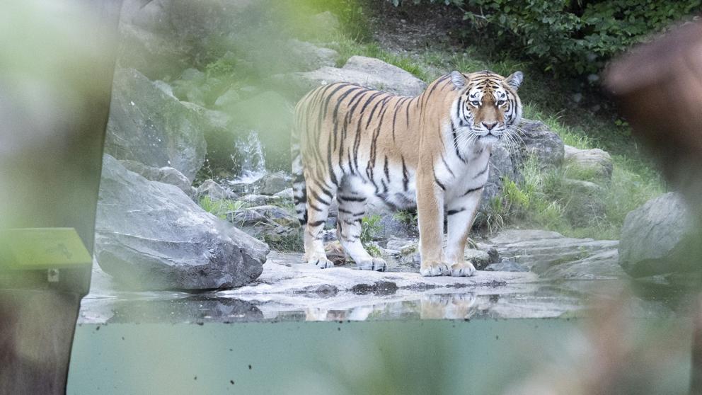 tigre mató a cuidadora