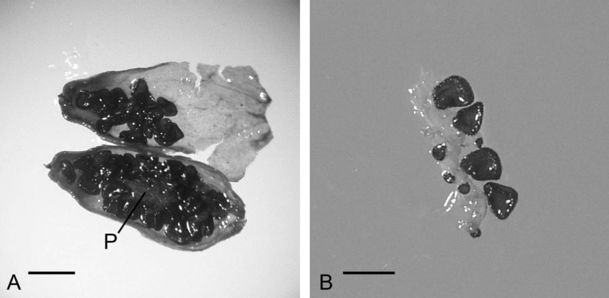 semilla de Silene stenophylla