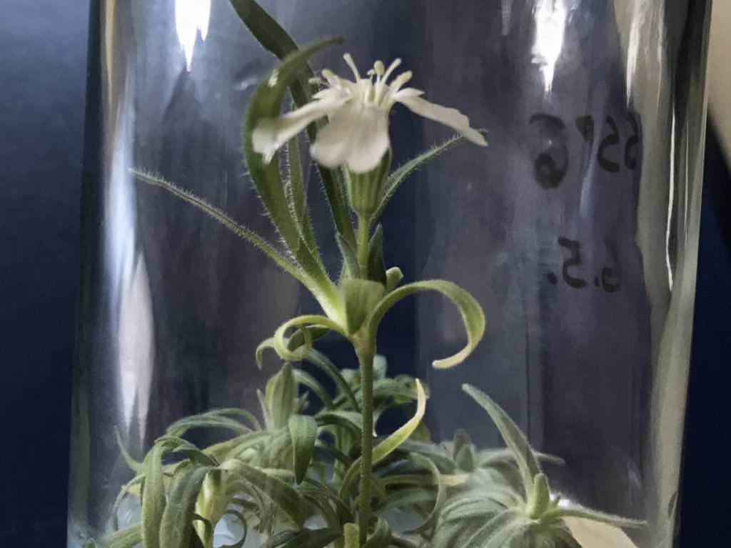 semilla de Silene stenophylla