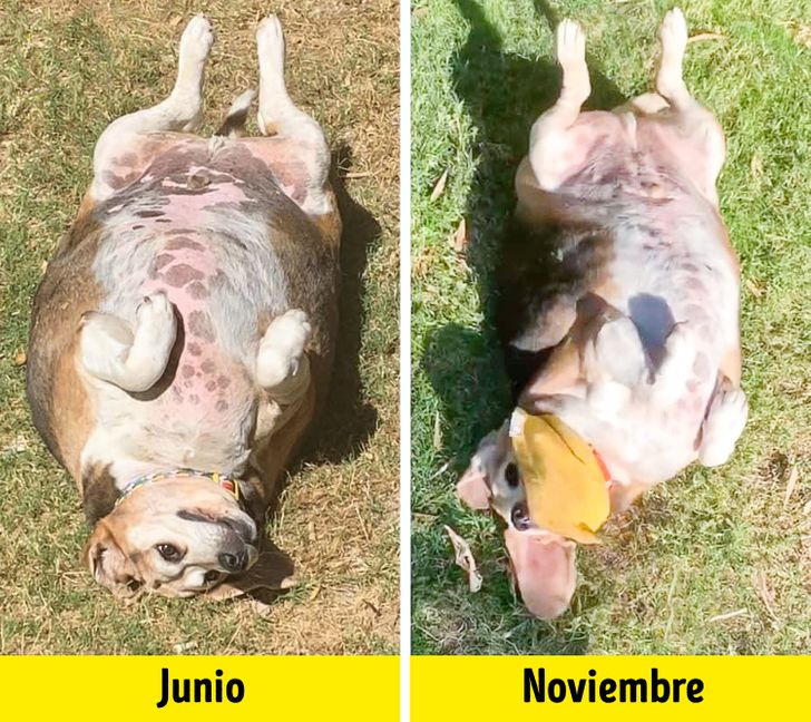 mascotas obesas