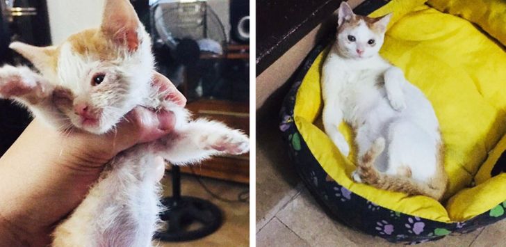 mascotas rescatadas