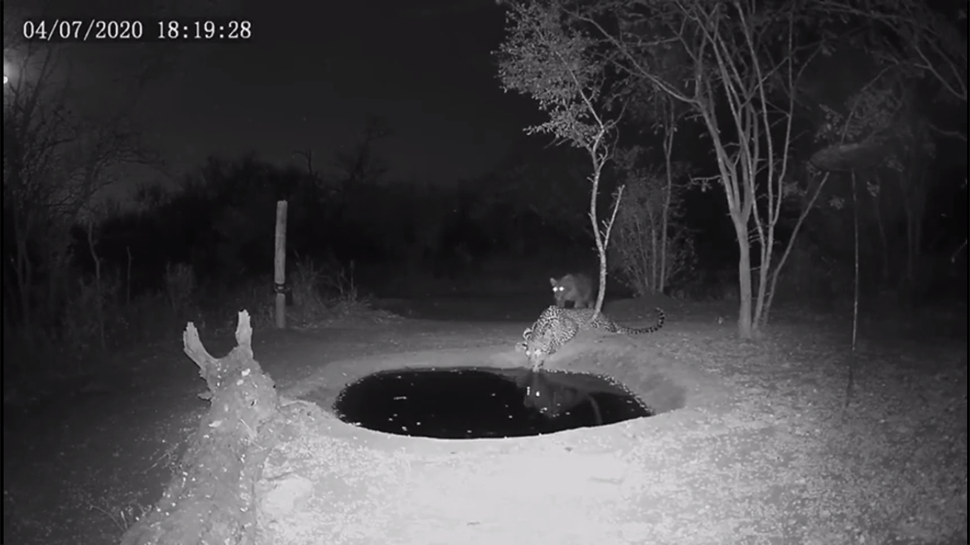 salto de leopardo