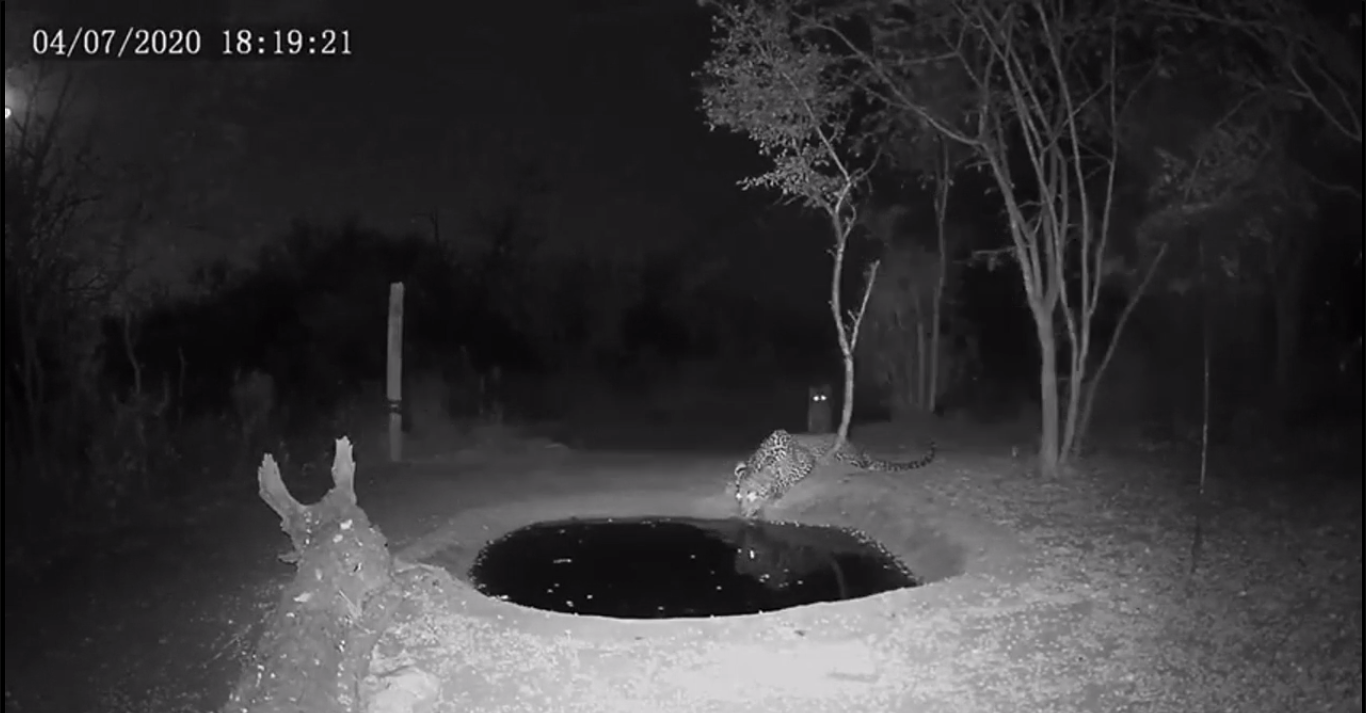 salto de leopardo