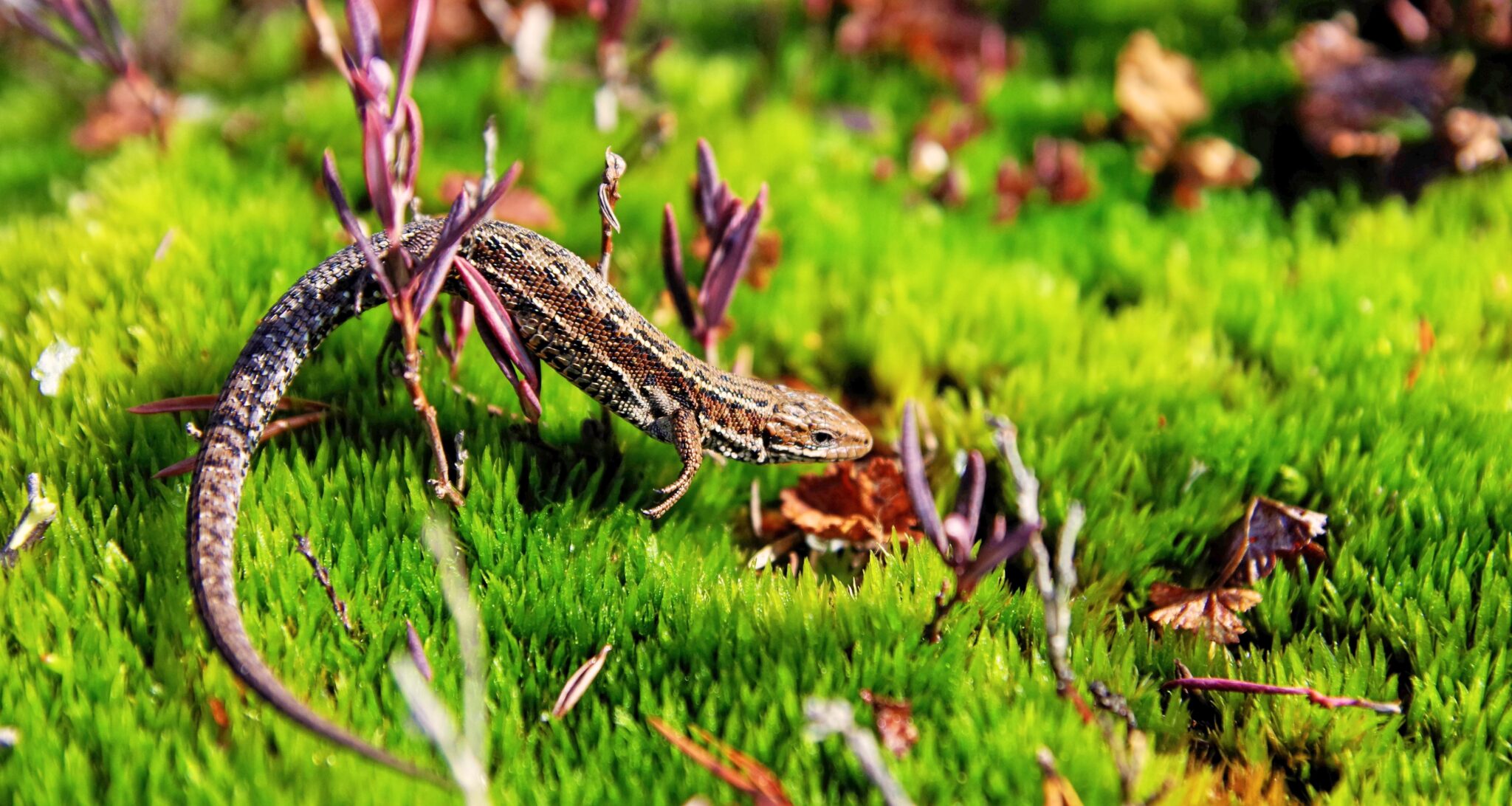 camuflaje de los lagartos