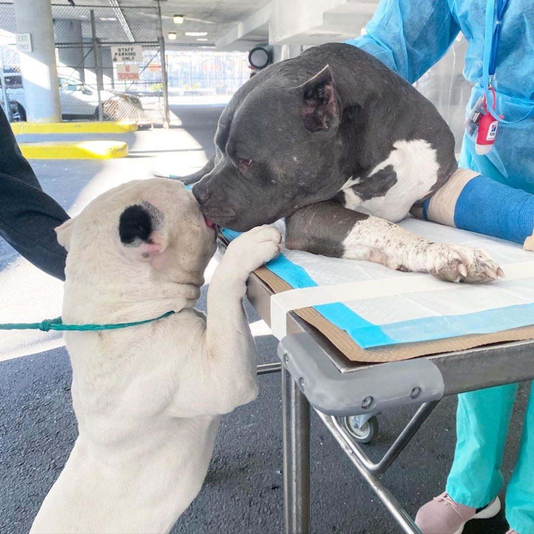 perro consolado