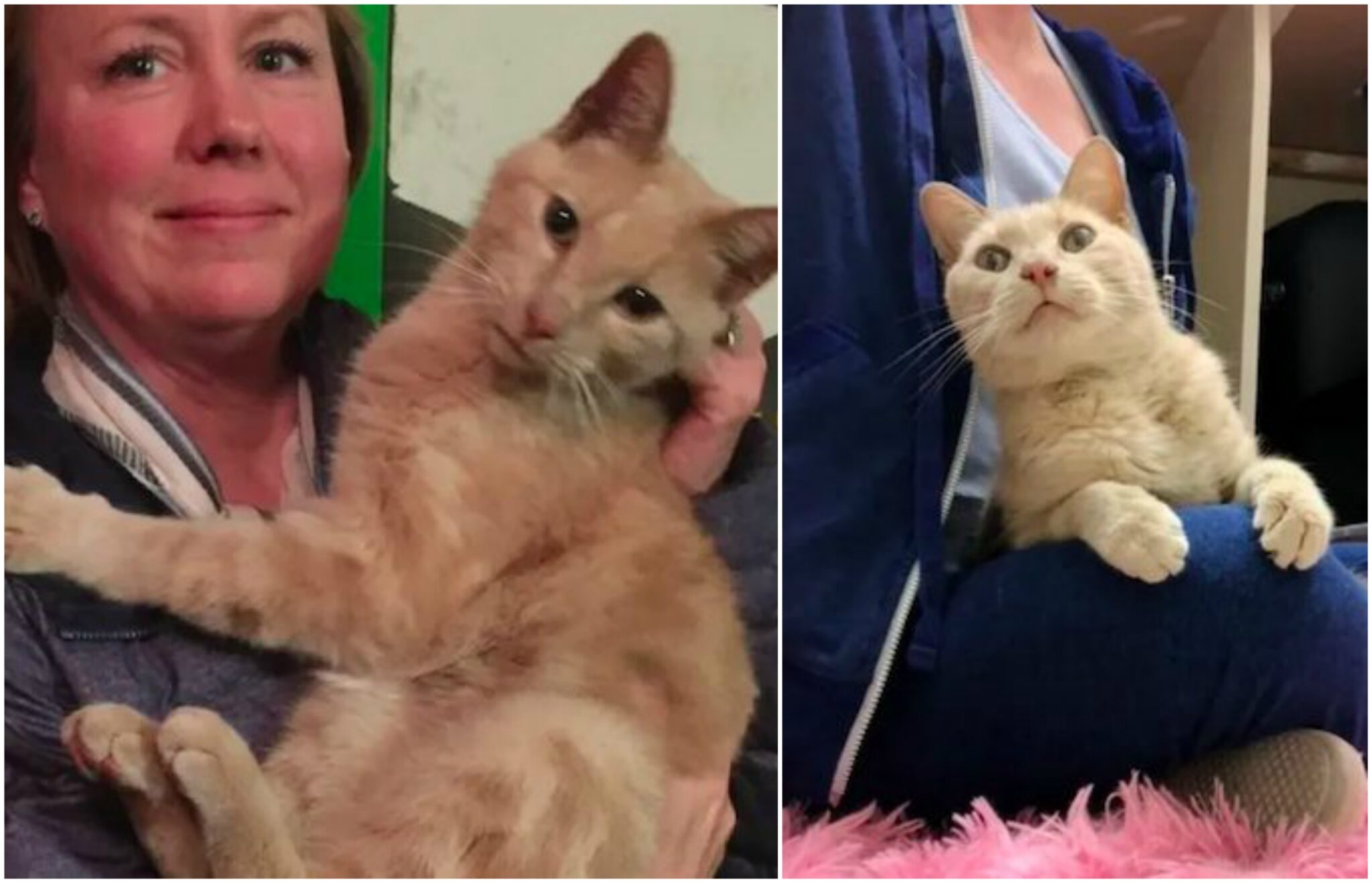 gato callejero encuentra familia