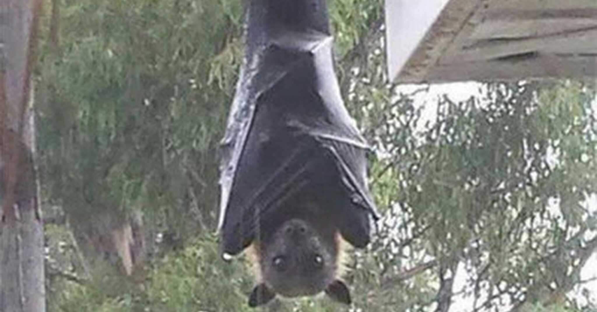 murciélago gigante