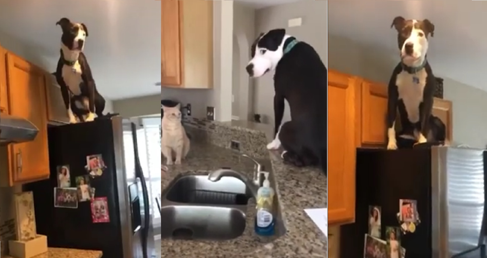 Perro juguetón
