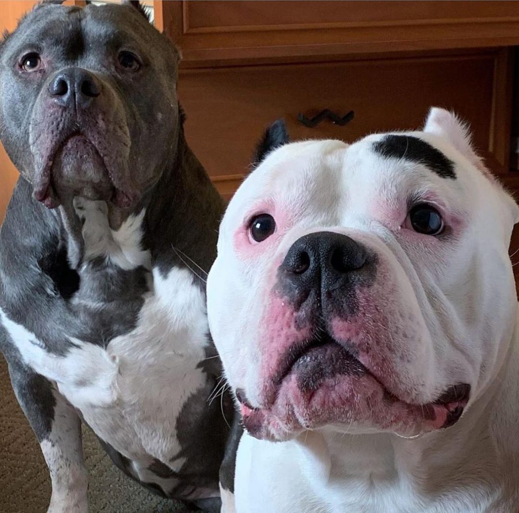 perro consolado