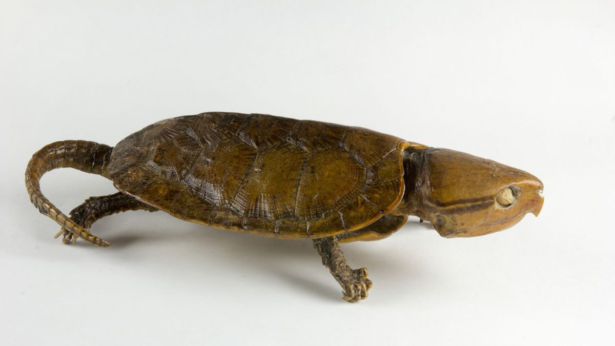 especie de tortuga