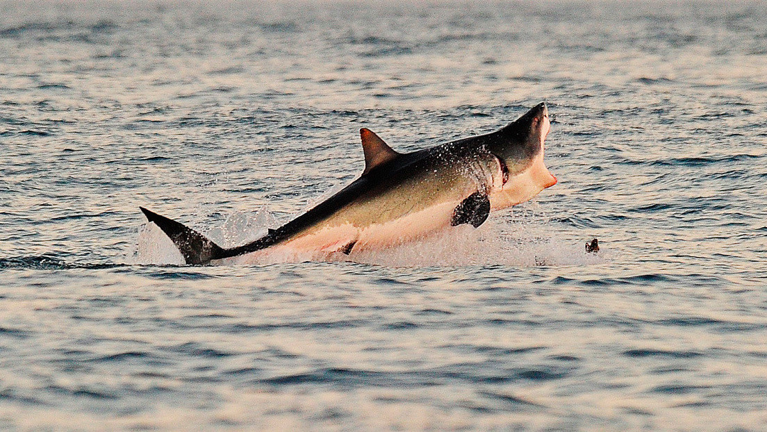ataque de tiburón blanco