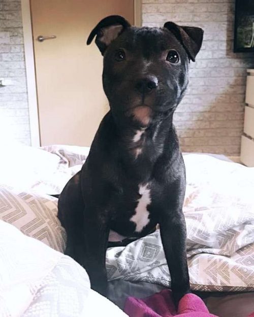 perrita recibe masaje