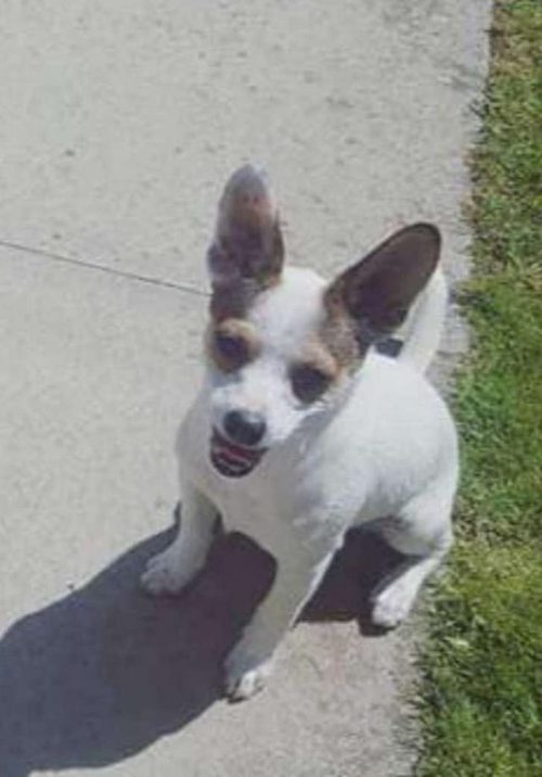 perrita recibe masaje