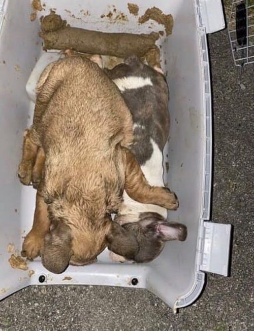 perros sin vida