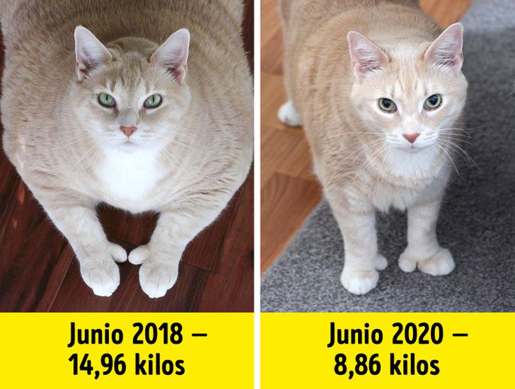 mascotas obesas