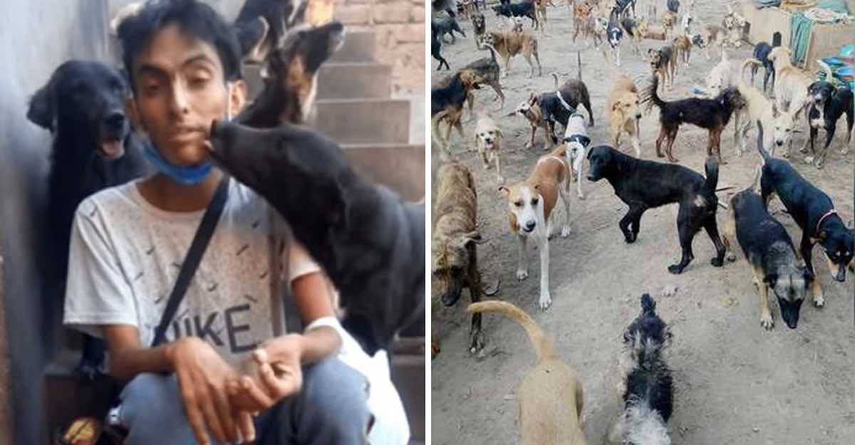 perros en un refugio