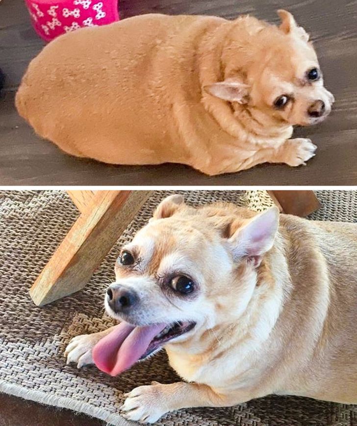 mascotas obesas