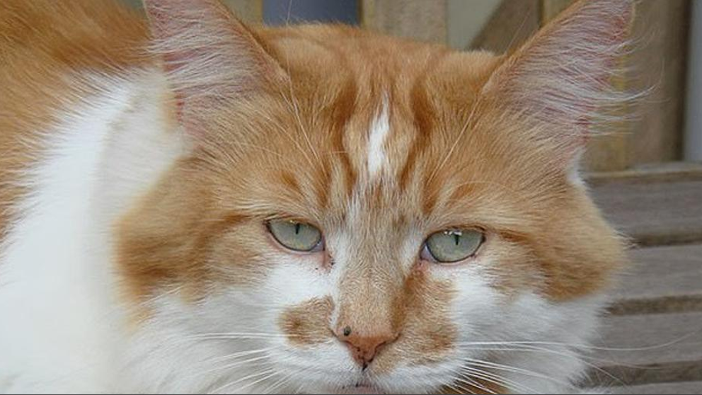 el gato más longevo