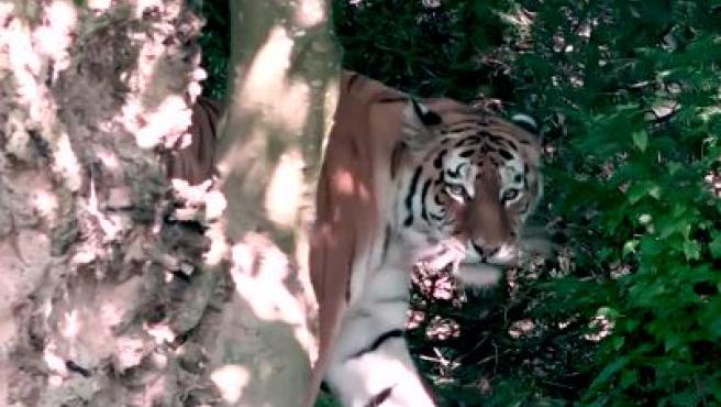 tigre mato a cuidadora